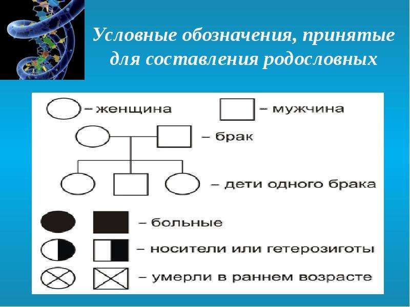 Методы исследования генетики человека презентация 10 класс