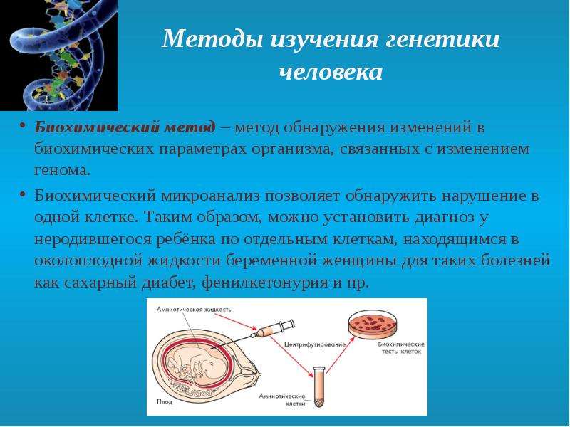 Методы исследования генетики человека презентация 10 класс