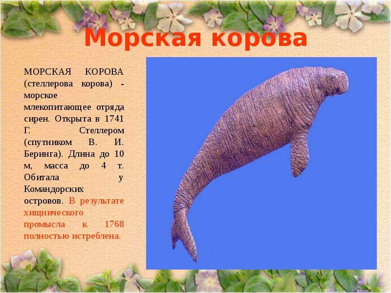 Презентация морская корова