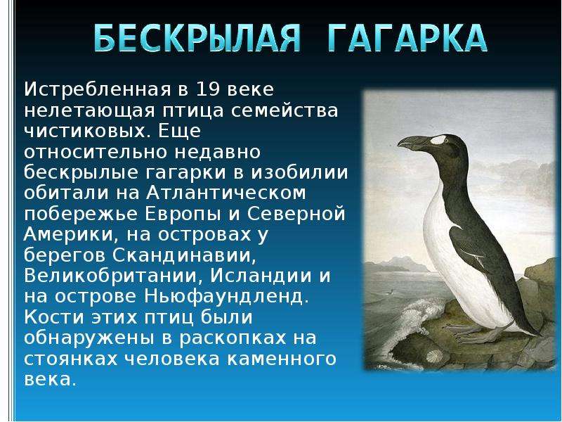 Бескрылый. Бескрылая Гагарка Таксон. Сообщение о Гагарке. Бескрылая Гагарка черная книга. Бескрылая Гагарка описание.