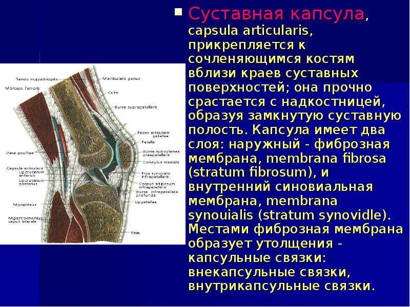 Артрология анатомия презентация