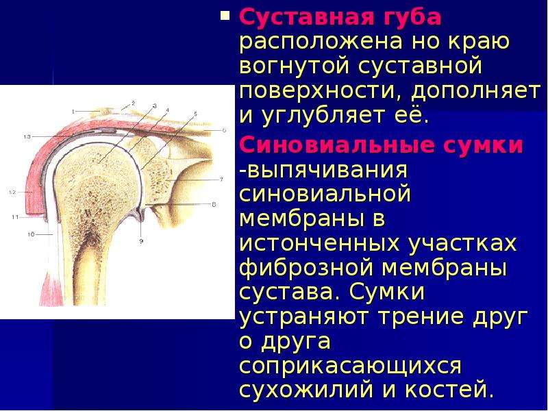 Суставная губа. Суставная губа анатомия. Суставные губы функции. Суставная губа строение. Фиброзная мембрана сустава.