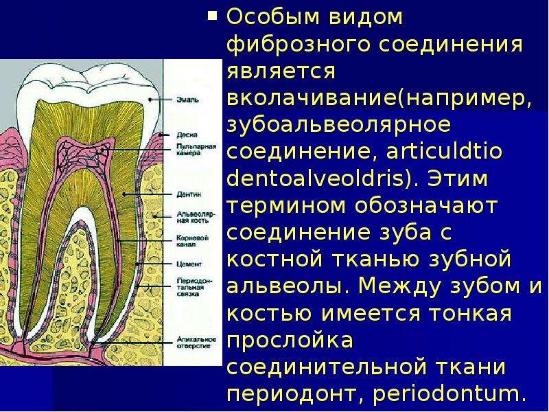 Соединен корень. Соединение зуба вколачивание. Зубоальвеолярное соединение. Тип соединения зуба с зубной альвеолой.