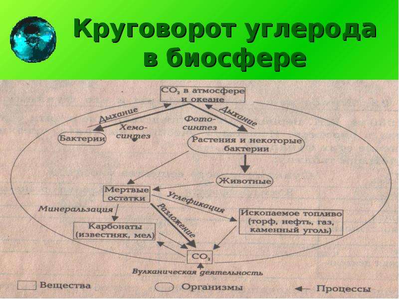 Углерод в биосфере. Этапы круговорота углерода в биосфере. Круговорот углерода в биосфере схема. Цикл углерода в биосфере схема. Упрощенная схема круговорота углерода.