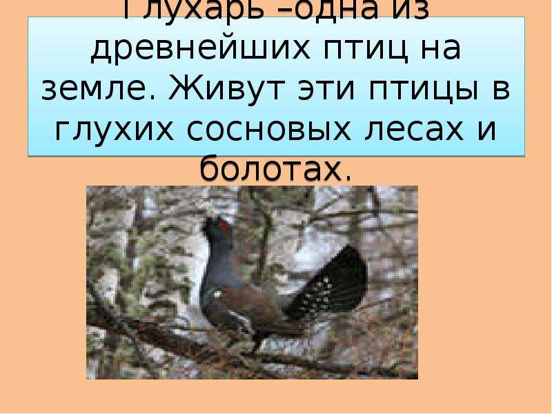 Глухарь –одна из древнейших птиц на земле. Живут эти птицы в глухих сосновых лесах и болотах.