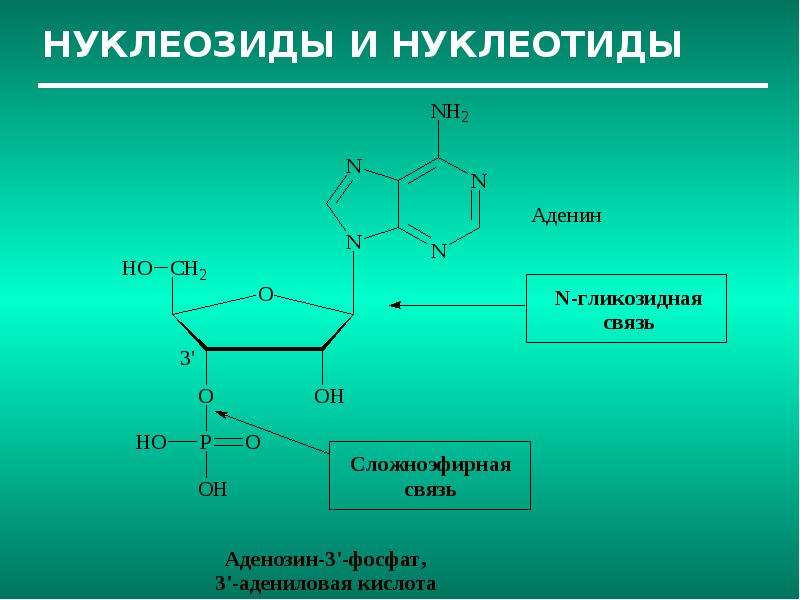 Содержит нуклеотид аденин. Нуклеотиды нуклеозиды нуклеиновые кислоты. Нуклеиновые кислоты формула. Нуклеозид аденозин. Модифицированные нуклеотиды.