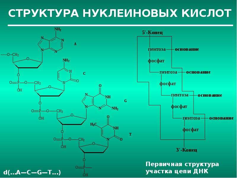 Структурная нуклеиновых кислот. Структура нуклеиновых кислот. Структура нуклеиновых кислот химия. Структурная единица нуклеиновых кислот. Нуклеиновые кислоты модель.