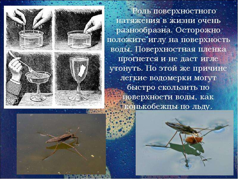 Поверхностное натяжение доклад. Поверхностное натяжение в жизни. Роль поверхностного натяжения в жизни.