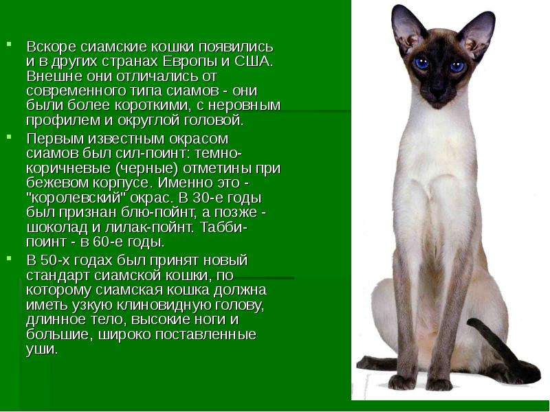 Откуда появилась порода. Сиамский кот Ориентал. Сиамская, тайская и Ориентальная кошка. Проект сиамские кошки. Информация о сиамской кошке.
