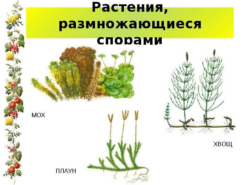 Презентация размножение растений 2 класс