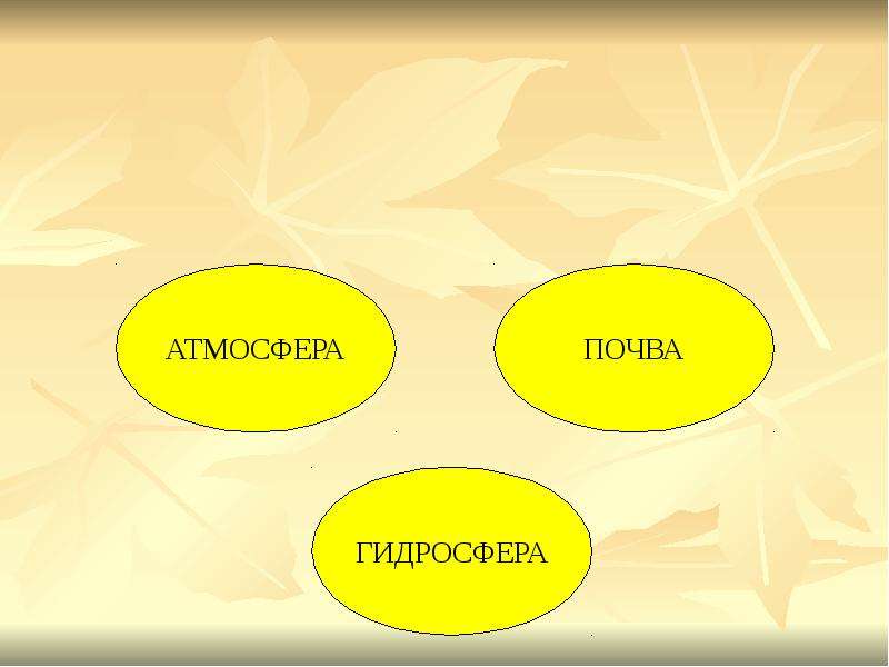 Биогеоценоз, как особый уровень организации жизни, слайд 8