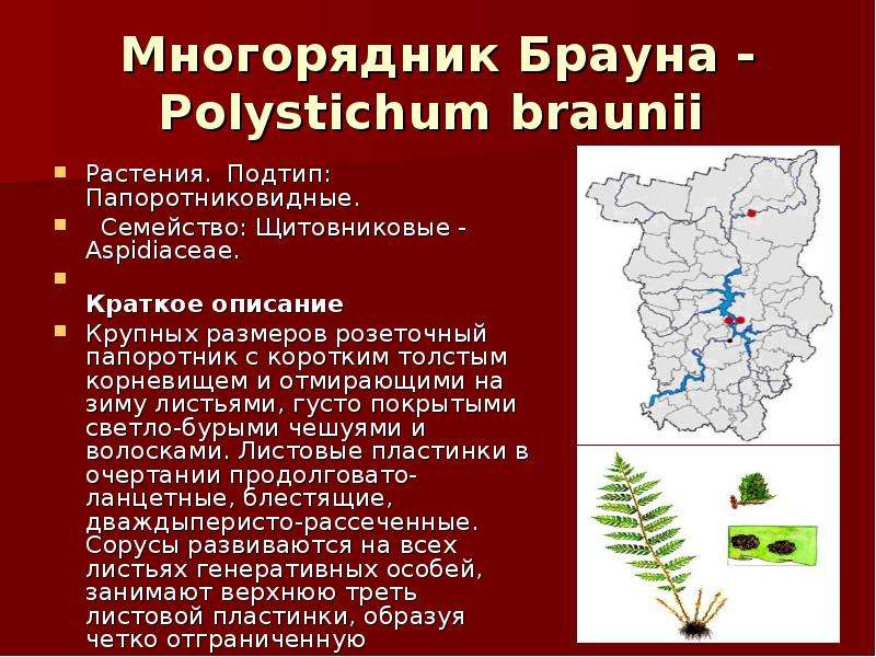 Красная книга пермского края растения. Многорядник Брауна красная книга. Многорядник Брауна красная книга Новосибирской области. Красная книга Пермского края. Животные красной книги Пермского края.