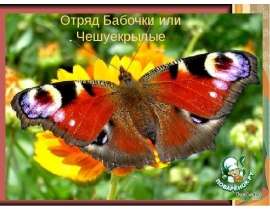 Отряд Бабочки или Чешуекрылые