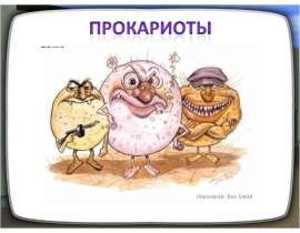 Прокариоты 10 класс