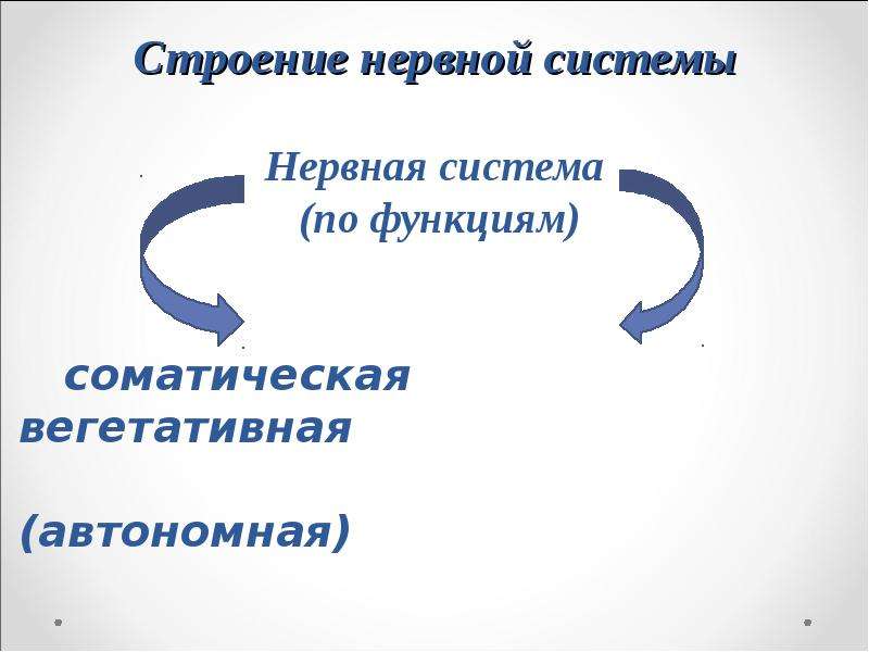 Презентация значение строение и функционирование нервной системы