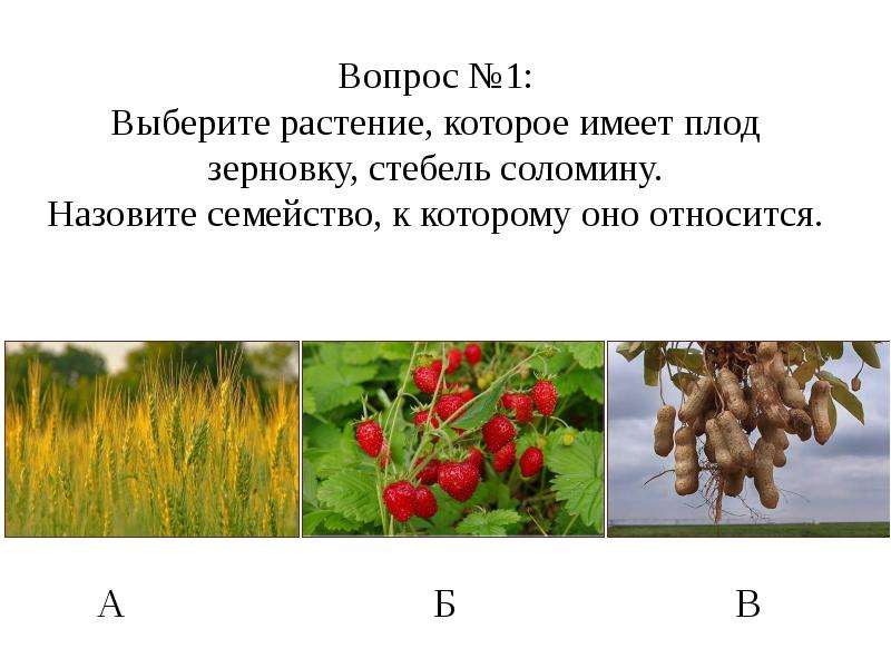 Выберите растение. Растения которые имеют плод называются. Вопросы по теме Покрытосеменные. Задания по теме цветковые растения 7 класс. Вопросы и задания Покрытосеменные растения.