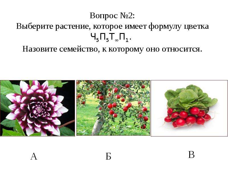 Выберите ра. Формула цветка покрытосеменных растений. Задания по семействам цветковых растений. Семейства покрытосеменных растений задания. Задания по теме Покрытосеменные растения.