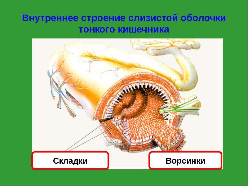 Внутренний слой стенки кишечника