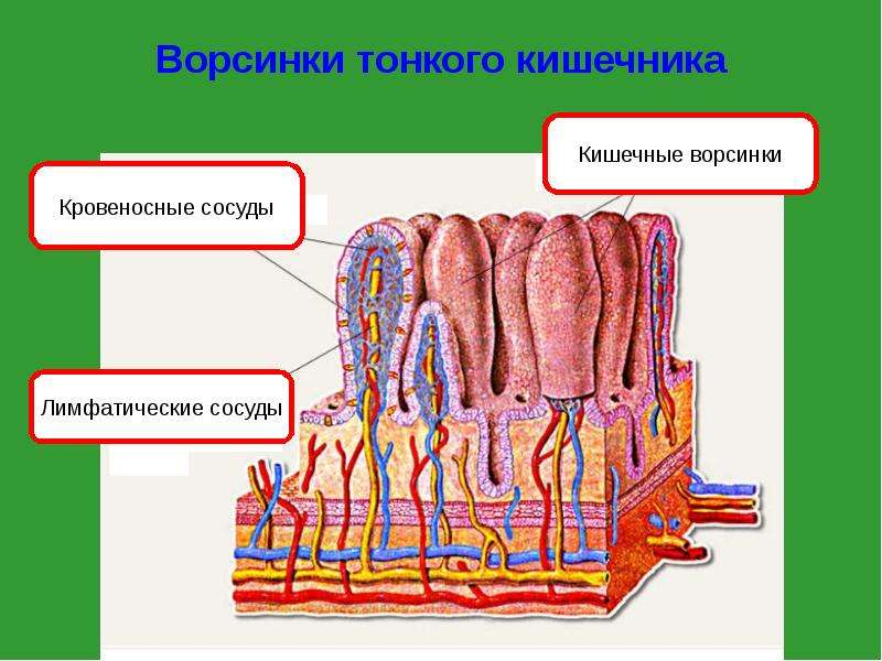 В каком отделе пищеварительной системы на стенках располагаются ворсинки