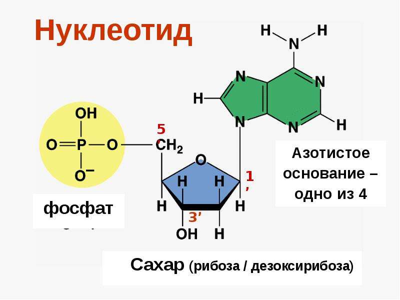 Нуклеиновые кислоты моносахариды. Строение нуклеотида формула. Нуклеотиды аденин Тимин. Строение нуклеотидных оснований. Формула нуклеотида РНК.