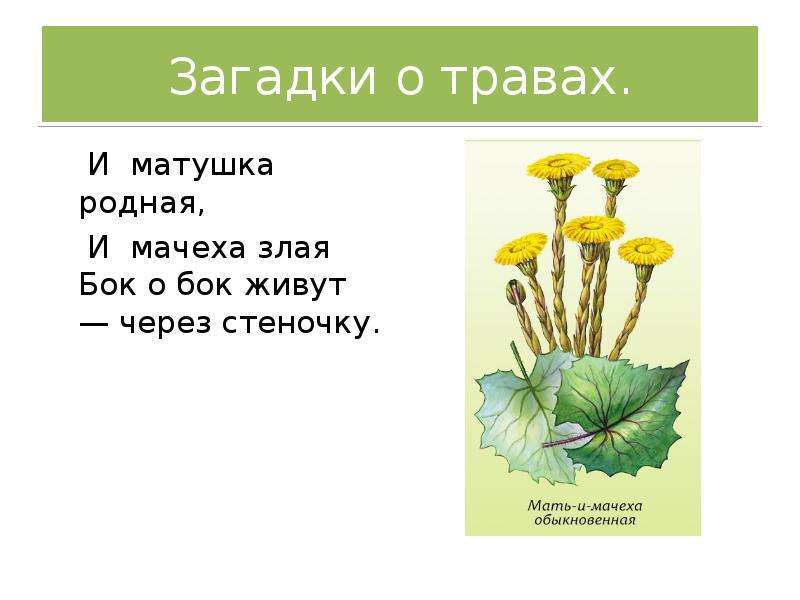 Загадки про растения. Загадки про травянистые растения. Загадки лекарственные растения с ответами. Загадки на тему растения нашего края. Загадки про лекарственные растения.