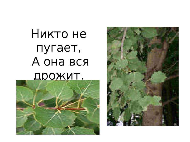 Никто не пугает а вся дрожит загадка. Никто не пугает а вся. Никто не пугает а вся дрожит ответ. Загадка никто не пугает а вся дрожит ответ. Никто её не пугает а она вся дрожит ответ.