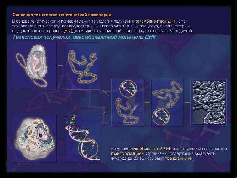 Генетические технологии это. Технологии генетической инженерии. Основная технология генетической инженерии. Технологий рекомбинантных ДНК (генная инженерия). Методы генной инженерии.