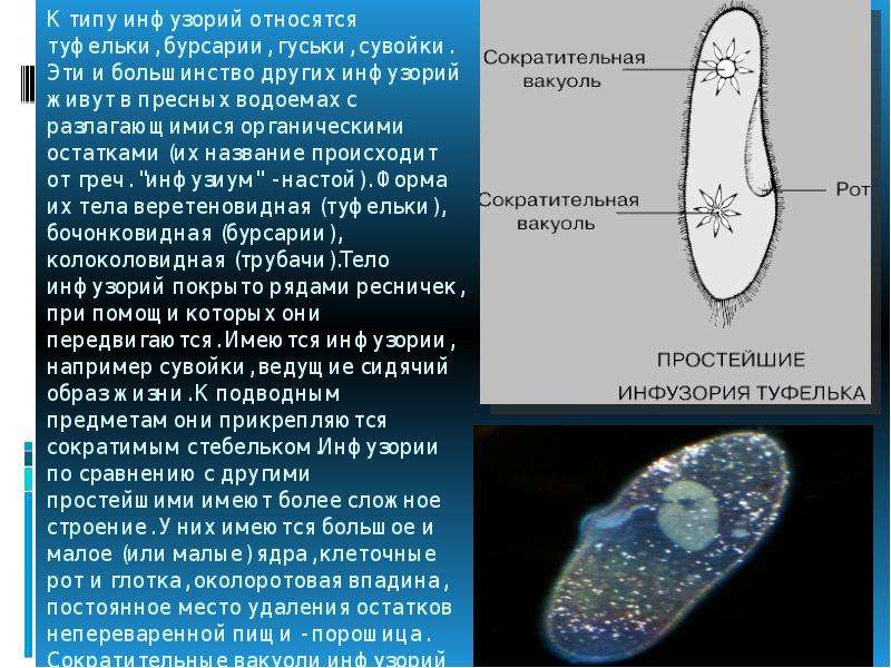 Презентация разнообразие инфузорий