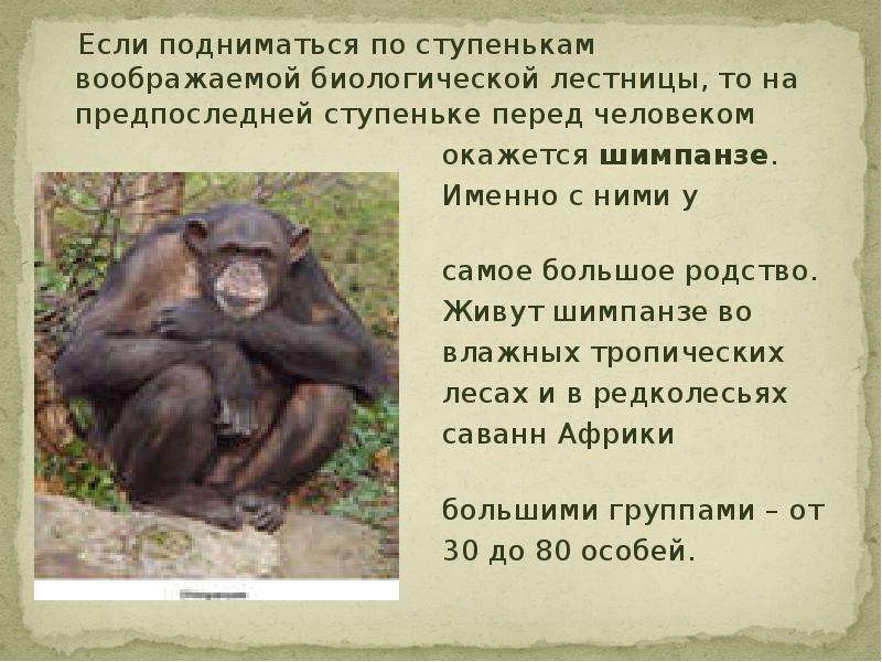 Краткое содержание обезьянка 3 класс. Шимпанзе презентация. Информация о шимпанзе. Интересная информация про обезьян. Сообщение о обезьяне.