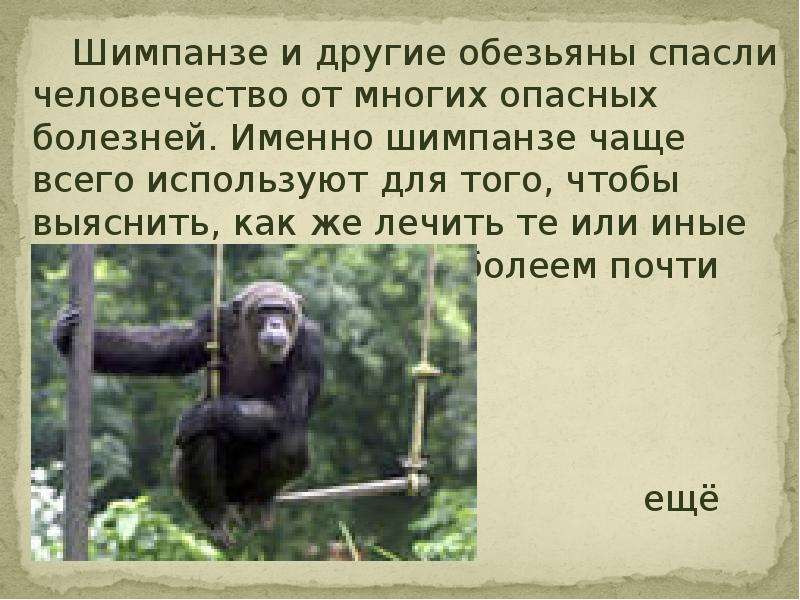 Краткое содержание обезьянка 3 класс. Обезьяна для презентации. Шимпанзе презентация. Описание обезьяны. Интересные факты о шимпанзе.