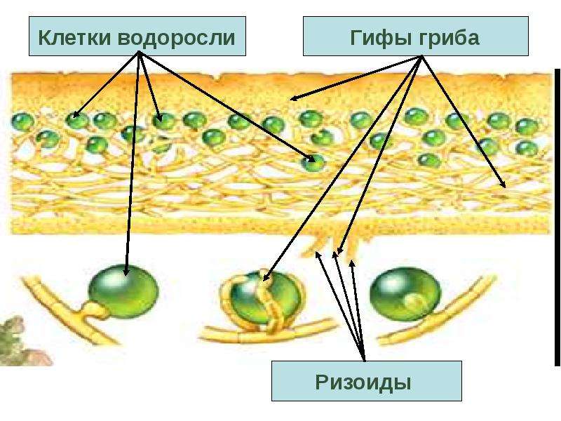 Водоросли гифы гриба. Клетки водоросли гифы гриба. Клетки гриба клетки водоросли ризоиды. Ризоиды грибов. Компоненты лишайника ризоиды клетки гриба.