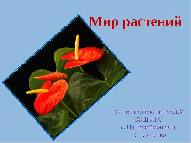 Презентация мир цветов. Акция мир растений. Ароморфоз# в растительном мире. Все цветы мира принадлежат тебе.