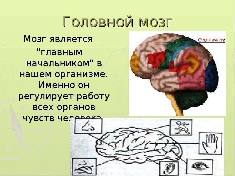 Человек мозг человека презентация 4 класс 8 вид