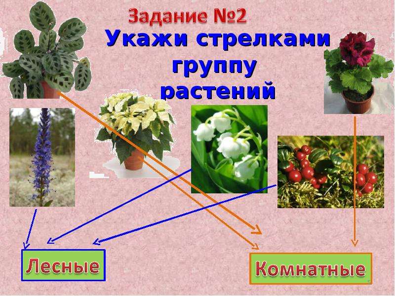 1 группа растений. Комнатные и дикорастущие растения. Группы растений 1 класс. Группы растений Лесные. Презентация на тему окружающий мир 1 класс.