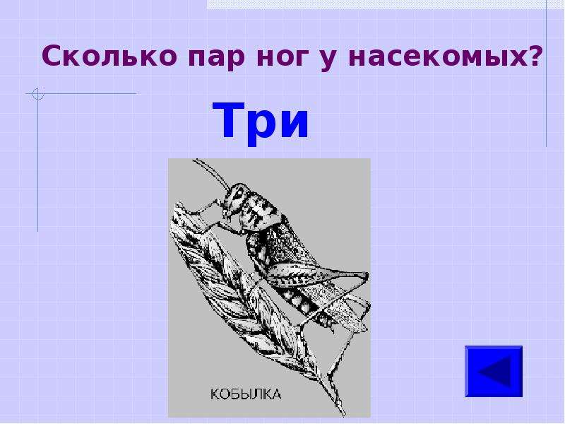 Сколько пар. Кол во ног у насекомых. Сколько НОК У насикомых. Сколько пар конечностей у насекомых. Сколько лап у насекомых.