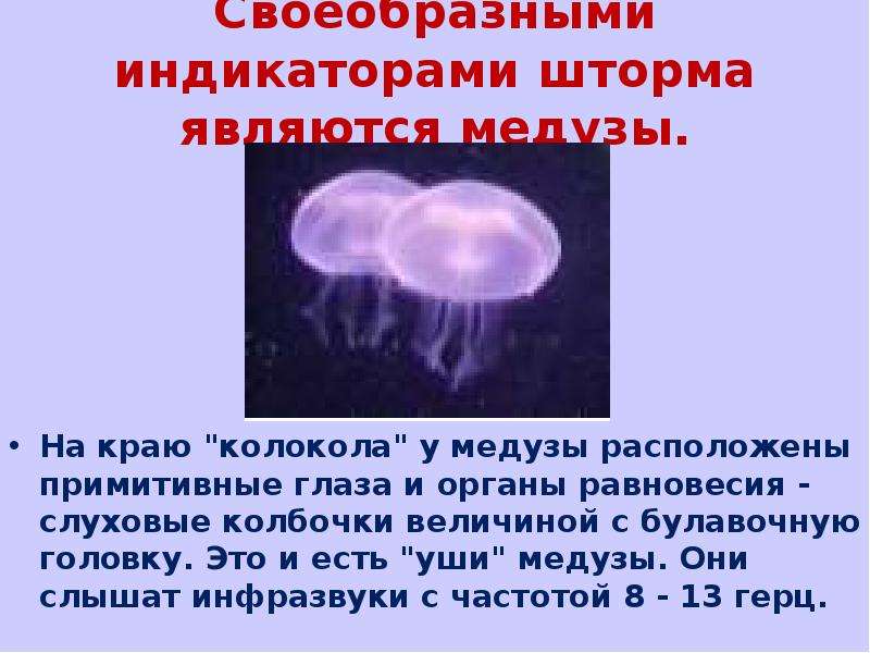 У медузы есть мозги. Есть ли у медузы глаза. Орган равновесия у медуз. Где у медузы расположены глаза. Слуховые колбочки медуз.