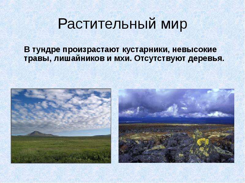 Природные условия тундры. Влияние человека на тундру. Погодные условия тундры. Каковы природные условия в тундре.