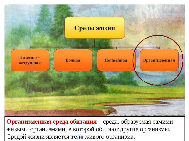 В другом среде. Факторы организменной среды обитания. Среды жизни организмов. Среда обитания образуемая самими живыми организмами. Организменная среда.