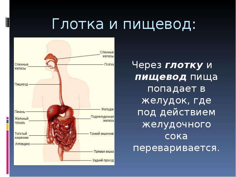 Презентация системы человеческого организма