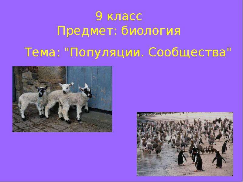 Сообщества 9 класс презентация