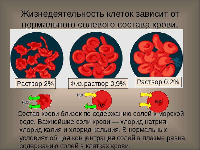 Строение и основные функции крови и кровообращения презентация