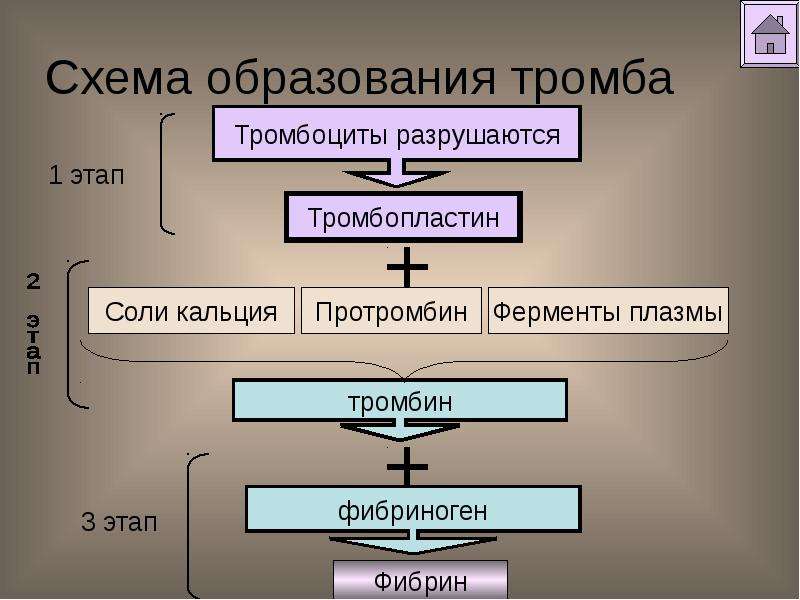 Механизмы тромбов. Схема образования тромба. Процесс образования тромба. Стадии образования тромба. Механизм образования тромба.