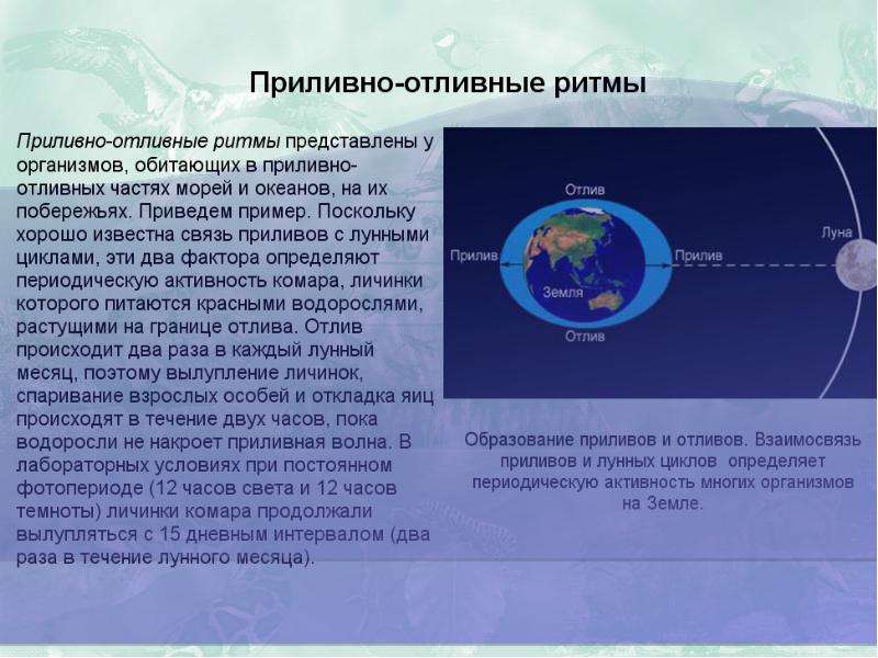 Биоритмы внутренние часы человека проект по биологии 9 класс