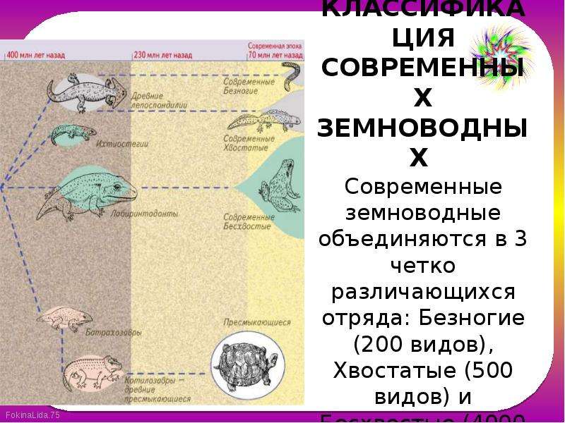 Презентация биология 8 класс внутреннее строение земноводных. Безногие земноводные строение. Строение безногих земноводных. Внутреннее строение земноводных заполнить таблицу. Таблица безногие хвостатые бесхвостые биология 7 класс.