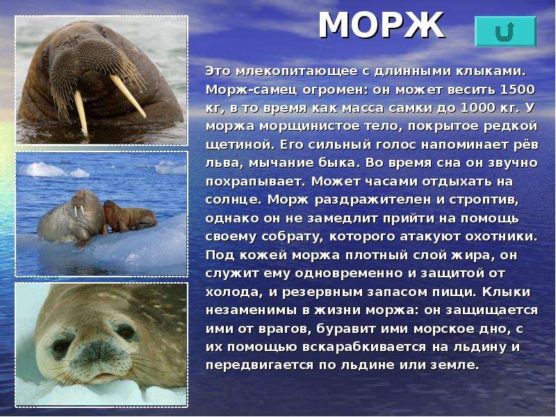 Животные арктических пустынь 4 класс. Доклад про моржа. Доклад про моржа 4 класс окружающий мир. Информация о Морже. Сообщение о Морже.