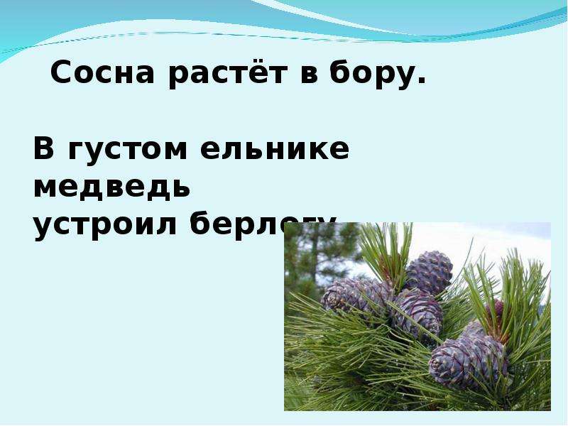 Пусть сосны и ели. Какое хвойное растет быстрее. Подбери слова шишки сосновые еловые. Слайд и по соснам и по елям быстро бегает она. Толковый словарь ель и сосна.