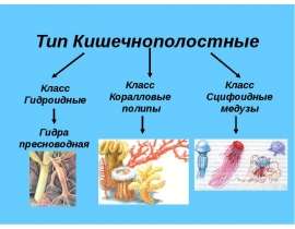 Тип Кишечнополостные