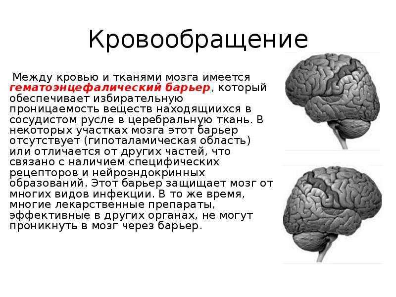 Факты про мозг. Доклад про мозг. Мозг для презентации. Человеческий мозг для презентации. Доклад о человеческом мозге.