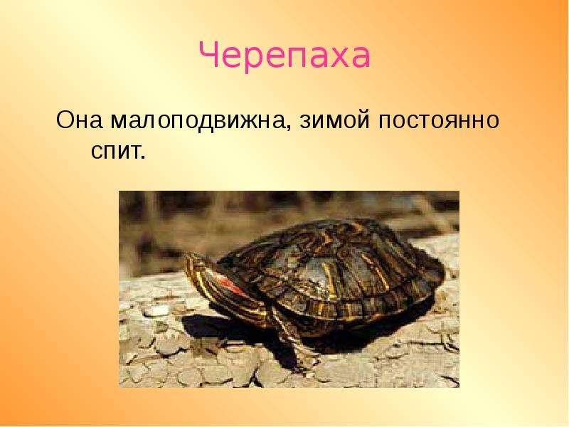 Животные животного уголка 2 класс презентация. Животные живого уголка черепаха. Черепаха окружающий мир 1 класс. Про черепах из живого уголка.. Черепашка в живом уголке презентация.