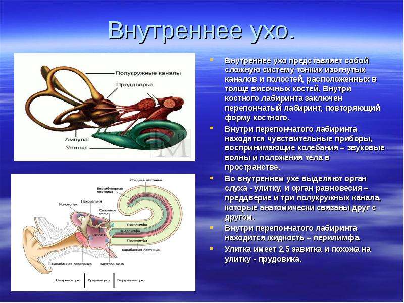 Анализатор слуха и равновесия презентация 8 класс